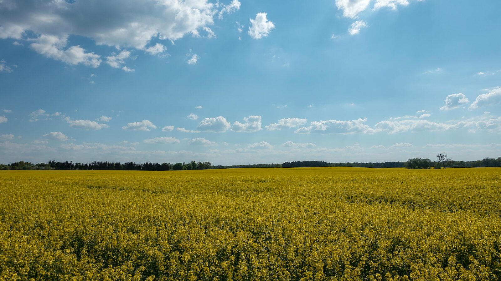 yellow flower field under blue sky and white clouds during daytime