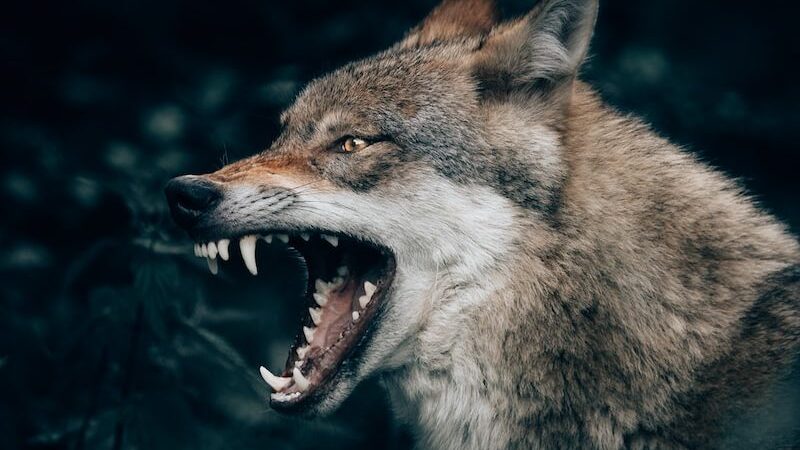 wolf with open mouth
